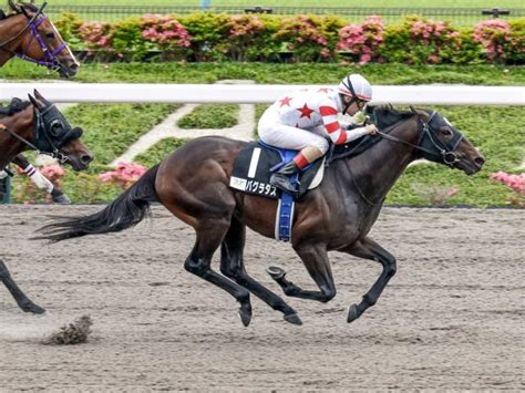 jra cup odds|Horse Racing Information(JRA) .